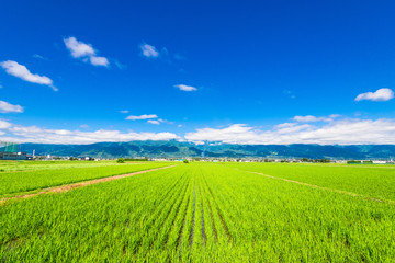 コロナに負けるな！簡単、短期岩見沢近郊農作業スタッフ　