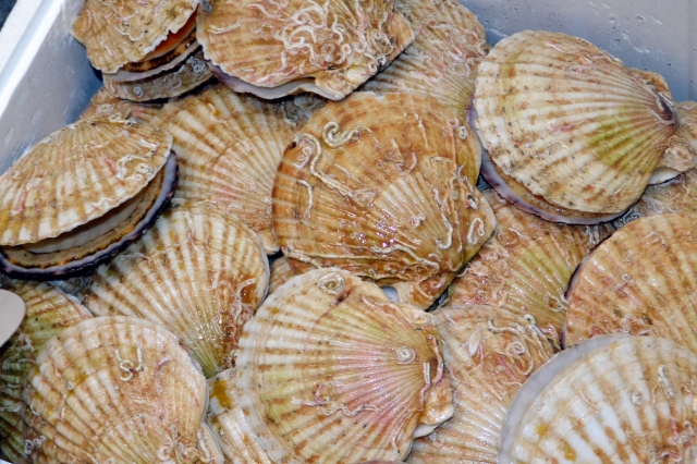 超短期水産加工／時給1,170円／佐呂間町富武士／前借り可