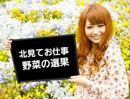 野菜の選果業務／短期／時給１，１５０円／北見方面／未経験者可