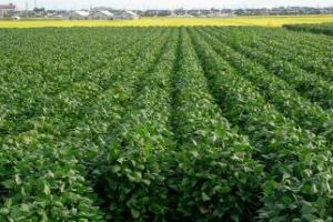 北見超短期つるの刈り取り作業／１０日払い可／時給１，０７７円